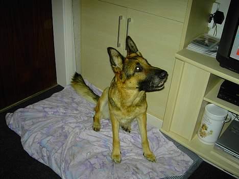 Schæferhund Leika. billede 4