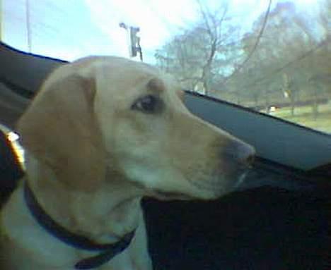 Blanding af racer Donna billede 9