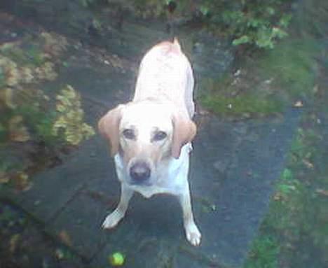 Blanding af racer Donna billede 10