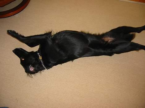 Blanding af racer Blackie DØD SnØfft! - rulle rundt..! DYGTIG HUND!! billede 4