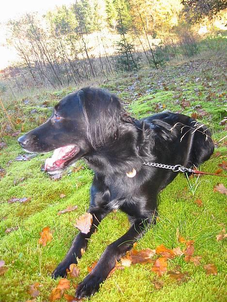 Blanding af racer Blackie DØD SnØfft! - Foto Model....!  billede 5