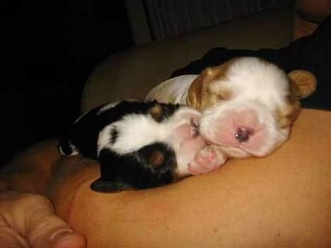 Cavalier king charles spaniel Kenzo - Helt nyfødt. Kenzo til venstre.  billede 1
