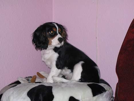 Cavalier king charles spaniel Kenzo billede 2