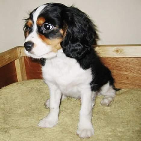 Cavalier king charles spaniel Kenzo billede 3