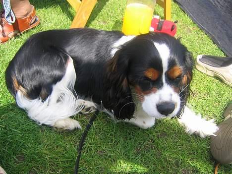 Cavalier king charles spaniel Kenzo billede 5