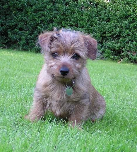 Norfolk terrier Gaia - "Hej med jer" billede 1