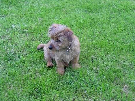 Norfolk terrier Gaia - Gaia fylder ikke meget i haven, hehe ;o) billede 2