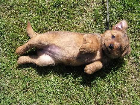 Norfolk terrier Gaia - "Skal vi lege?" billede 6