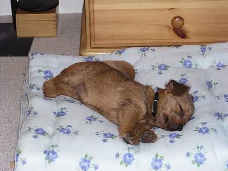 Norfolk terrier Gaia - Man blir altså træt af at storme rundt en hel dag ! (læg lige mærke til de små pølse-ben *s*) billede 8