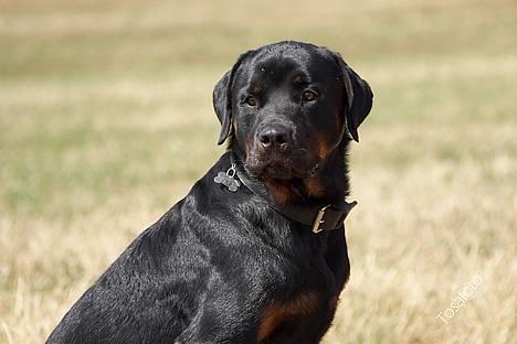 Rottweiler Tiny *18-12* - *Nyt* Tosafoto  billede 4