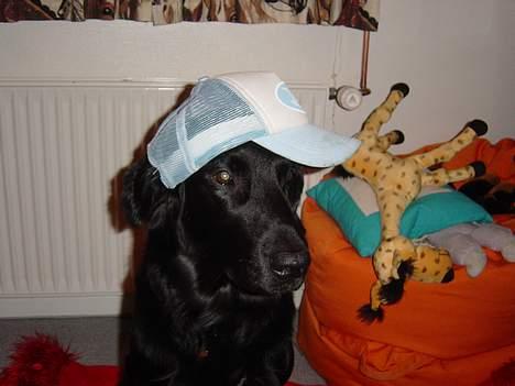 Flat coated retriever Lucky billede 10