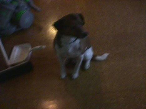 Dansk svensk gaardhund Tim - tim ca. 1½ år!! billede 3