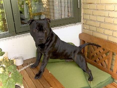 Staffordshire bull terrier Odin billede 9