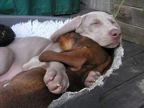 Weimaraner Asti - Asti og gravhunden Brownie putter billede 1