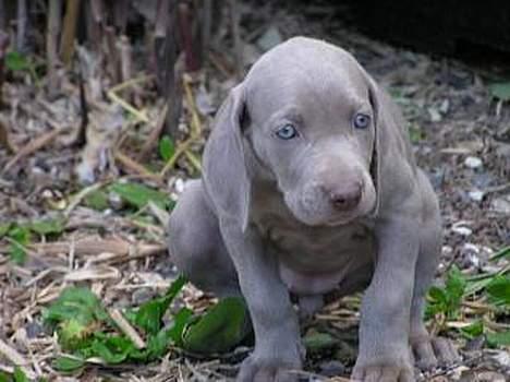 Weimaraner Asti - Baby Asti, 6 uger billede 2