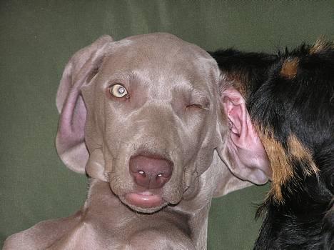 Weimaraner Asti - Talking to me, eh?? billede 3
