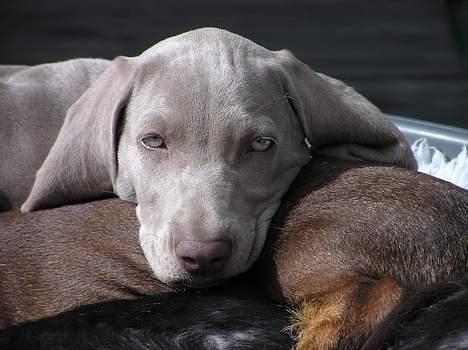 Weimaraner Asti - Asti 9 uger. billede 4