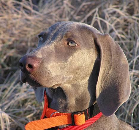 Weimaraner Asti - Hvor er duerne? Det her rimfrost giver kolde fusser. billede 5