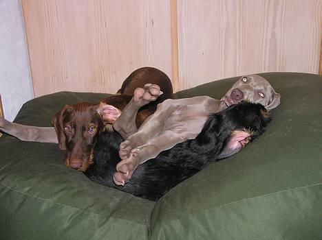 Weimaraner Asti - Sækkestolsbunkehygge billede 6