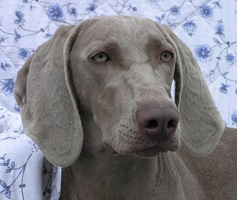 Weimaraner Asti - Asti 14 april 2005..En stor pige efterhånden :o) billede 7
