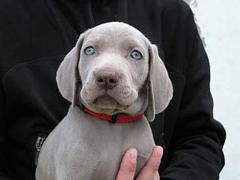 Weimaraner Asti - Asti 6 uger billede 8