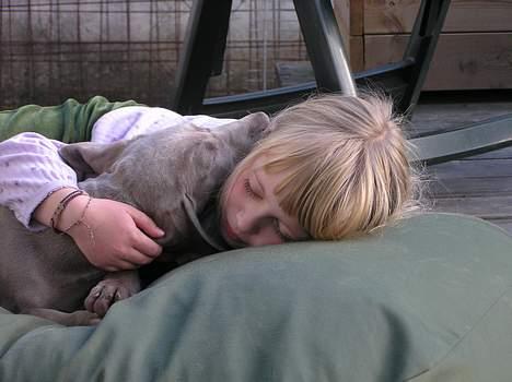 Weimaraner Asti - Asti og Isabella putter. billede 9