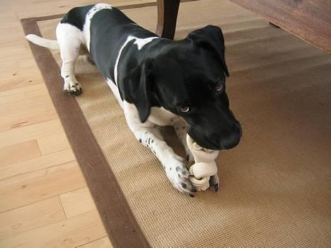 Blanding af racer Kenzo - Mmm tyggeben billede 10