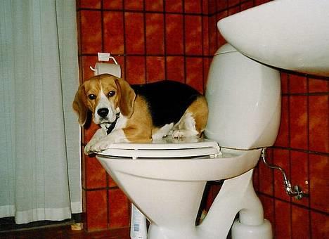 Beagle Skansehøjs Tippie  - Halloo? Vil nok gerne have lidt privatliv oss?? :P Hihi billede 1
