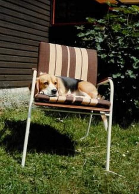 Beagle Skansehøjs Tippie  - Tippie nyder solen i sommerhuset :)  billede 3