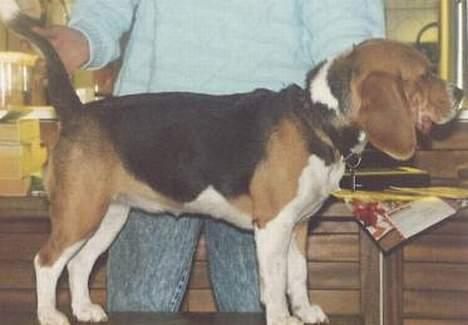 Beagle Skansehøjs Tippie  - Ved ikke helt hvor det er fra, kunne ikk læse kravetæerne bag på billedet.  billede 4