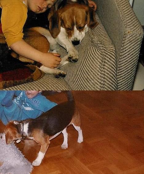 Beagle Skansehøjs Tippie  - Elsker dig for evigt! billede 6