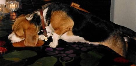 Beagle Skansehøjs Tippie  - Der skulle vel ikke være nogle krummer tilbage? ;) billede 7
