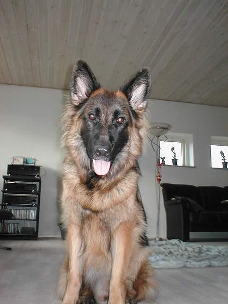 Schæferhund Zantie billede 1