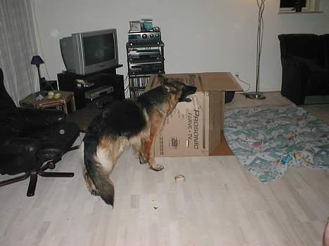 Schæferhund Zantie - Her er jeg igang med at flå den farlige papkasse........ billede 2