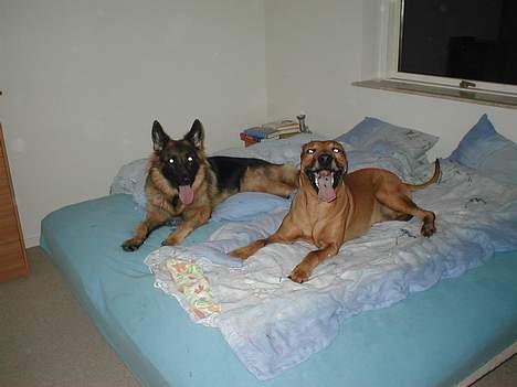 Schæferhund Zantie - Her ligger jeg med min kærste Libaax. billede 3