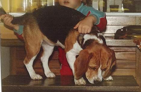 Beagle Skansehøjs Tippie  - Min storebror (meget ung der :) ) og Tippie :) billede 8