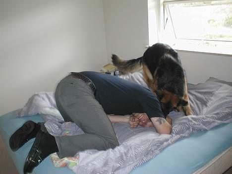 Schæferhund Zantie - Leger vildt med "far".... billede 4