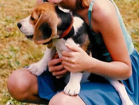 Beagle Skansehøjs Tippie  - Tippie som hvalp, sammen med min storesøster (da hun var barn) billede 9
