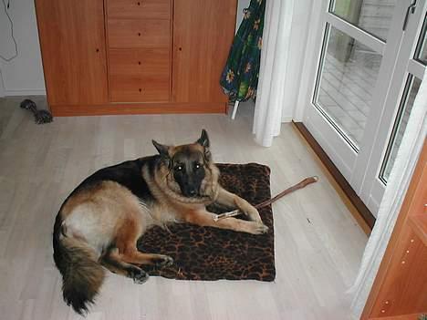 Schæferhund Zantie - Hygger mig med en guf.....skøønt. billede 5