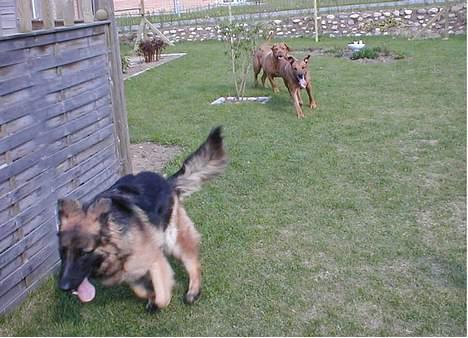 Schæferhund Zantie - De kan ikke fange mig*GGGGG* billede 6