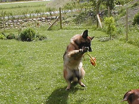 Schæferhund Zantie - Kunne være landsholdsmålemand........... billede 7