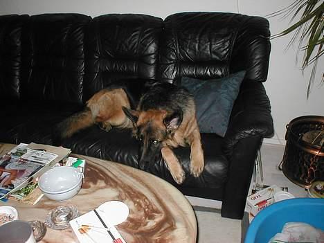 Schæferhund Zantie - Tar´ lige en slapper..... billede 8