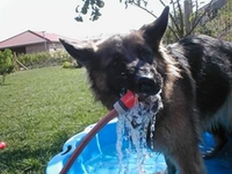 Schæferhund Zantie - Vand er godt meget vand er meget godt*GGGGGG* billede 9