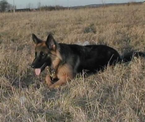 Schæferhund Zantie - Jeg er klar.. billede 10