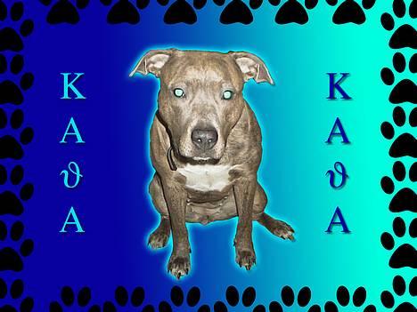 Amerikansk staffordshire terrier kaja - Velkommen til Kaja´s gallery billede 1