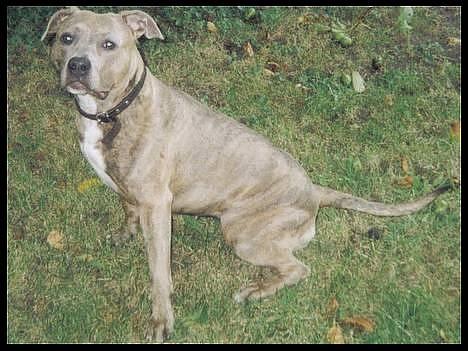 Amerikansk staffordshire terrier kaja - Se Mig... billede 2