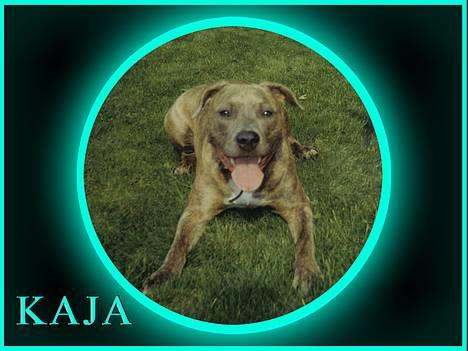 Amerikansk staffordshire terrier kaja - Slapper... billede 3