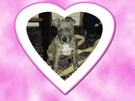 Amerikansk staffordshire terrier kaja - Mig Selv som hvalp her er jeg 9 uger.... billede 4