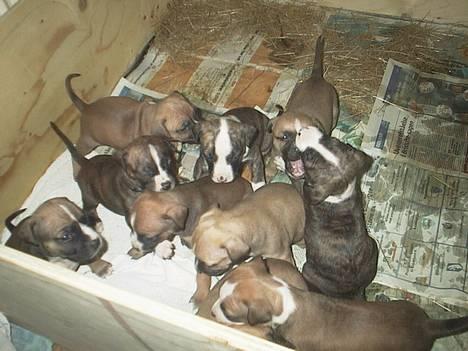 Amerikansk staffordshire terrier kaja - Mine Hvalpe, Her er de 4 uger og kira og keiser er også på billede 5