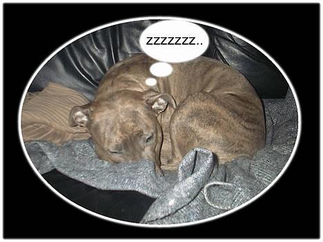 Amerikansk staffordshire terrier kaja - Tid til en lille lur på sofaen... billede 6